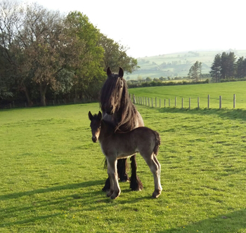 Rackwood Merlin, Fell pony foal
